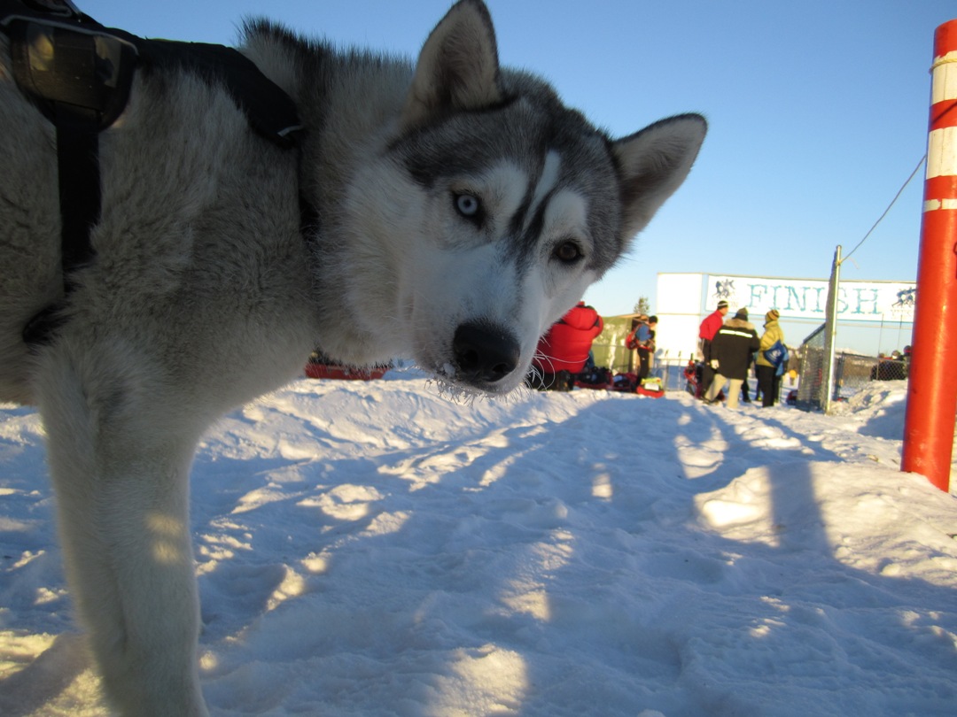 Basic beim Start des Yukon Arctic Ultra 2011