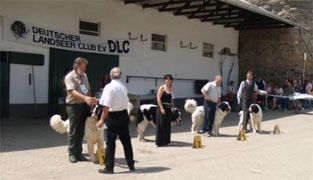 Clubschau des DLC in Wachtenberg