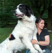 Nero von Fierst und Greta von der Falkenranch