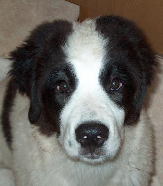 Anka