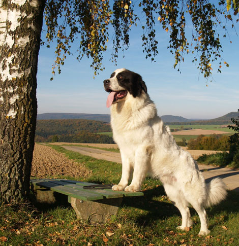 Arco vom Herkules