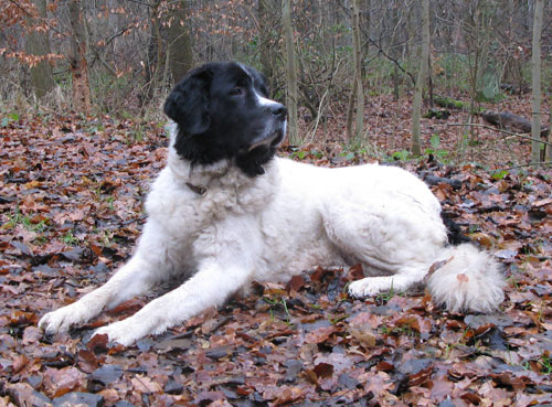 Landseer Baghira passt auf