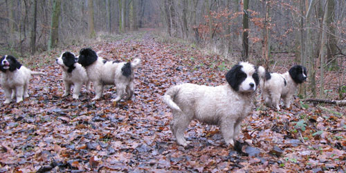Da war was im Wald
