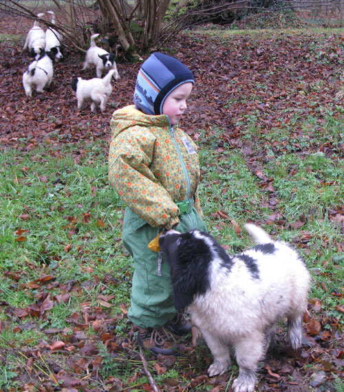 Finn und die Landseer