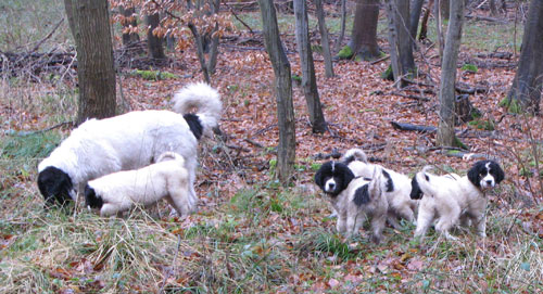 Landseer im Wald