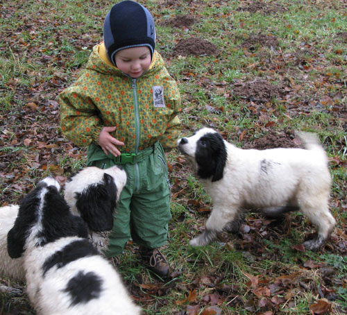 Finn und die Landseerwelpen